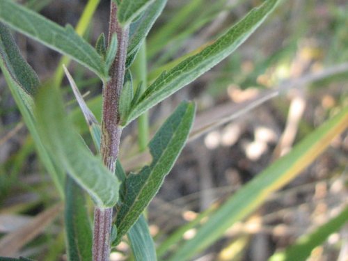 False Boneset (Kuhnia eupatorioides)