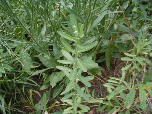 Flowering Spurge (Euphorbia corollata)