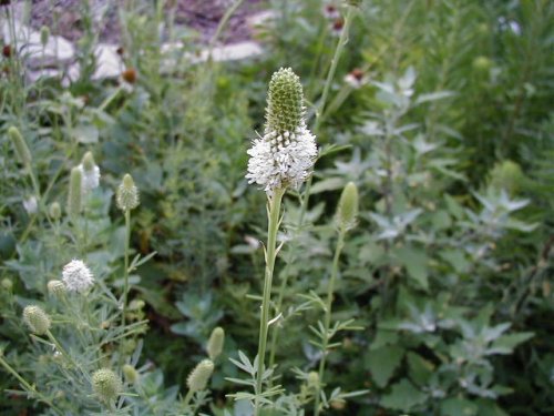 white prairie clover (Dalea candida)