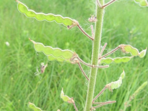 Illinois Ticktrefoil (Desmodium illinoense)