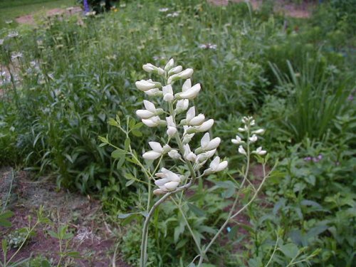 White Wild Indigo (Baptisia alba)