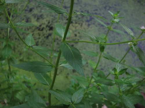 Field Mint (Mentha arvensis)