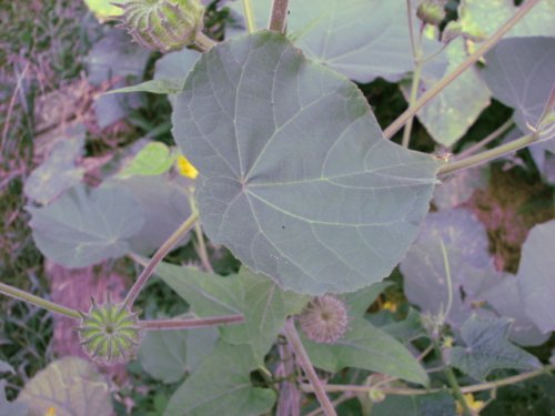 Velvet-leaf (Abutilon theophrasti)