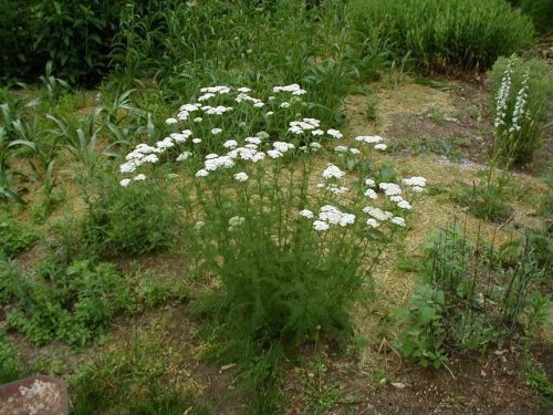 Western Yarrow (Achillea millefolium)