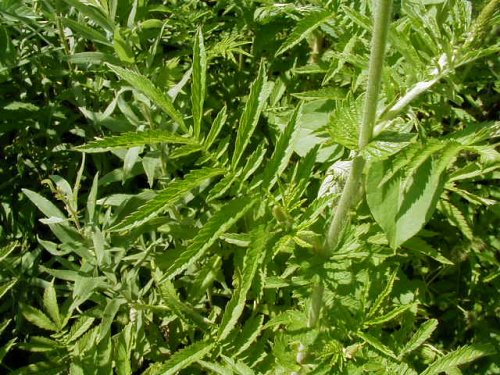 Smallflower Agrimony (Agrimonia parviflora)