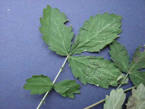 Woodland Agrimony (Agrimonia rostellata)