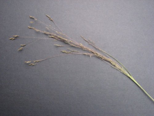 Winter Bent Grass (Agrostis hyemalis)