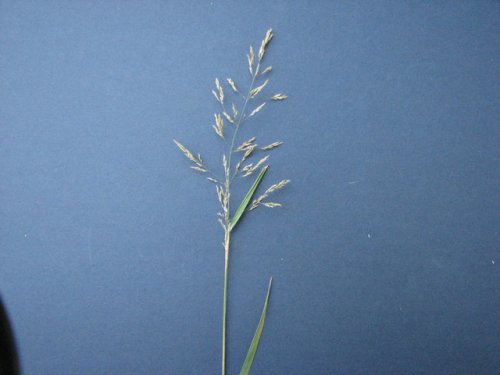 Red Top (Agrostis gigantea)