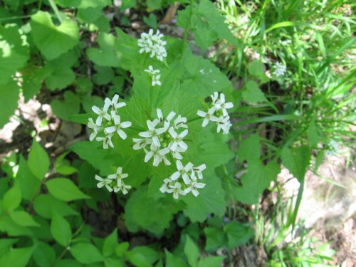 Garlic Mustard (Alliaria petiolata)