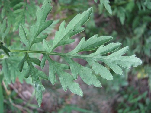 Pale Ragweed (Ambrosia artemisiifolia)