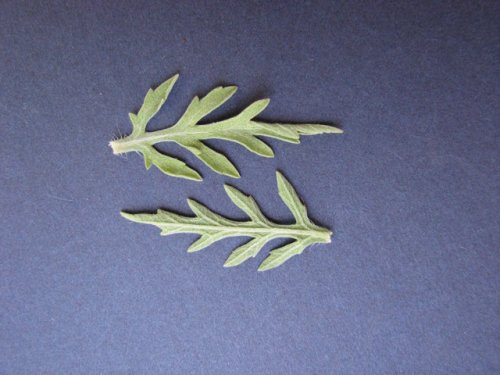 Western Ragweed (Ambrosia psilostachya)