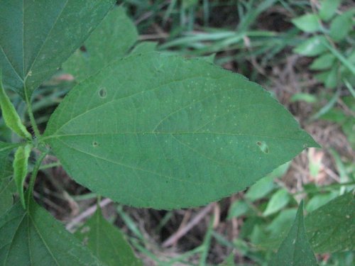 Giant Ragweed (Ambrosia trifida)