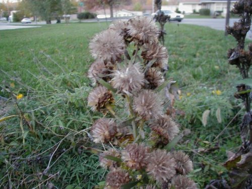 Button Gayfeather (Liatris aspera)