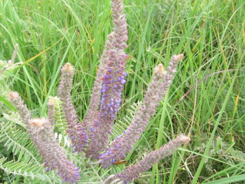 Lead Plant (Amorpha canescens)