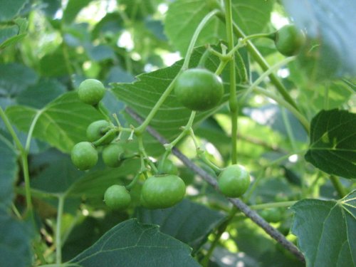 Raccoon Grape (Ampelopsis cordata)