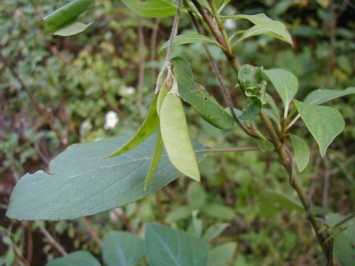 Hog Peanut (Amphicarpaea bracteata)