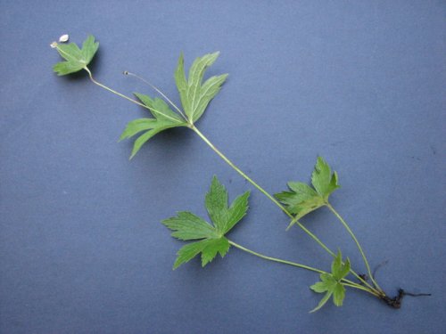 Canada Anemone (Anemone canadensis)