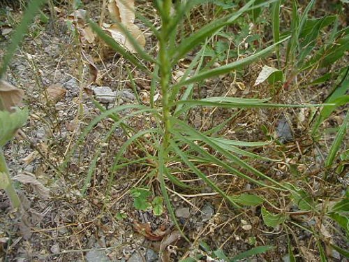 Dotted Gayfeather (Liatris punctata)