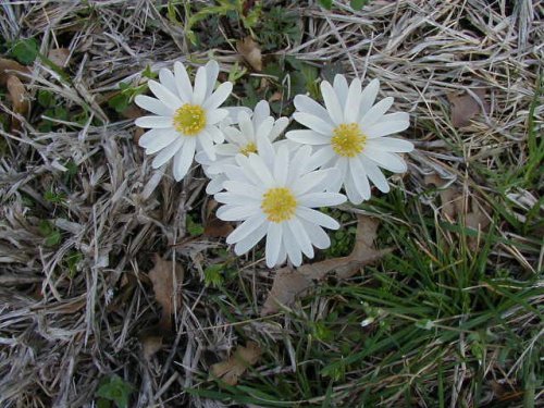 Carolina Anemone (Anemone caroliniana)