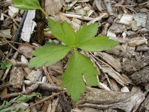 Tall Anemone (Anemone virginiana)