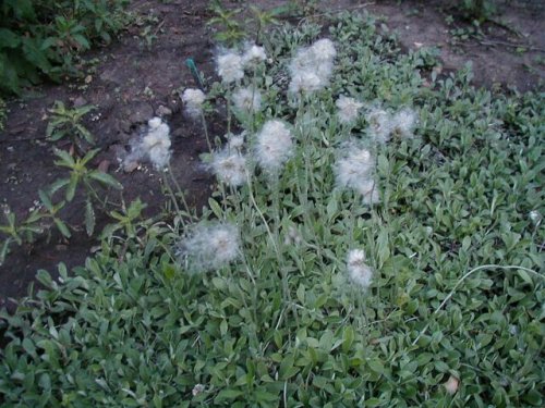 Field Pussytoes (Antennaria neglecta)