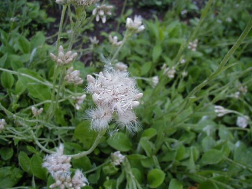 Plantain-leaf pussytoes (Antennaria plantaginifolia)