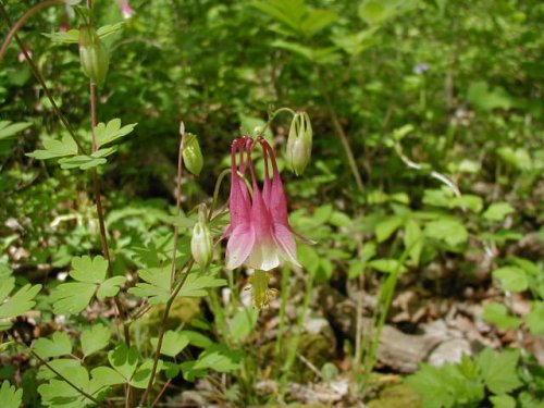 Red Columbine (Aquilegia canadensis)