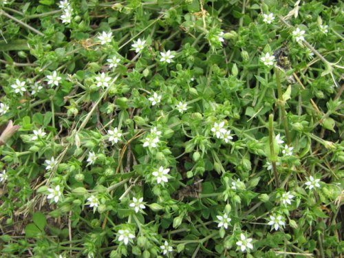 Thymeleaf Sandwort (Arenaria serpyllifolia)