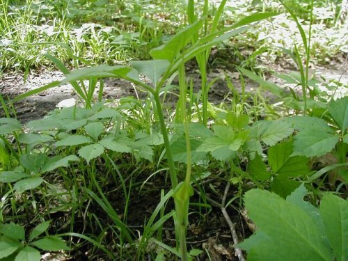Green Dragon (Arisaema dracontium)