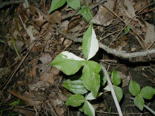 Jack in the Pulpit (Arisaema triphyllum)