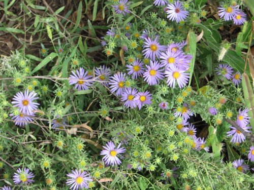 Aromatic Aster (Aster oblongifolius)