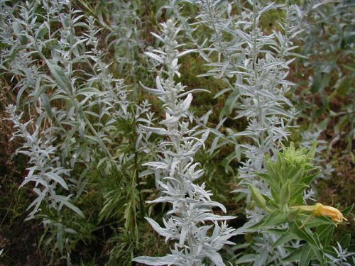 White Sage (Artemisia ludoviciana)