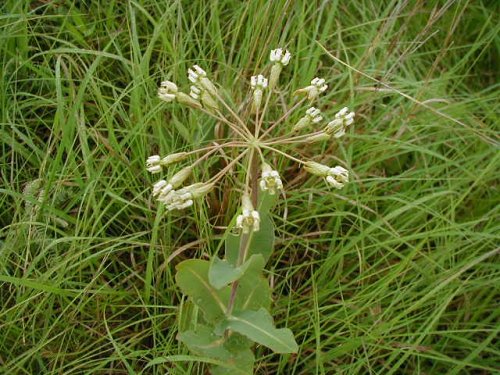 Bluntleaf Milkweed (Asclepias amplexicaulis)