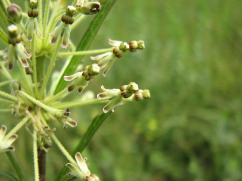 Tall Green Milkweed (Asclepias hirtella)