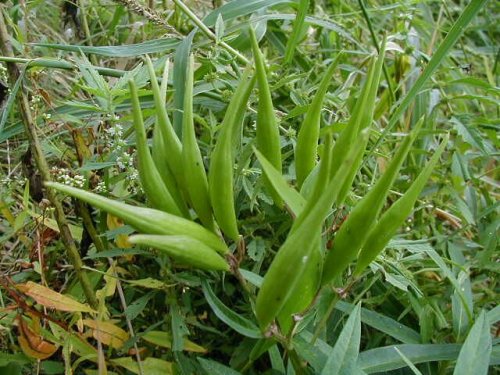 Swamp Milkweed (Asclepias incarnata)