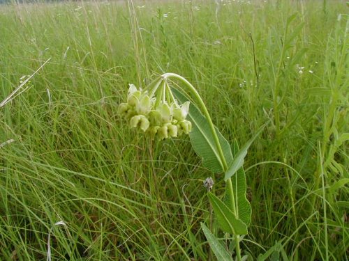 Mead's Milkweed (Asclepias meadii)