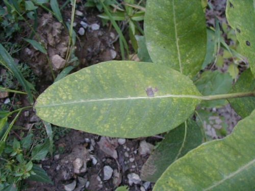 Purple Milkweed (Asclepias purpurascens)