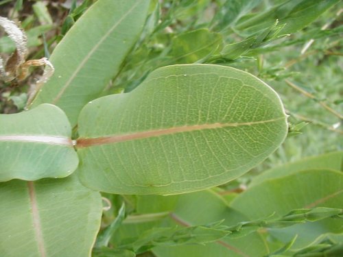 Smooth Milkweed (Asclepias sullivantii)