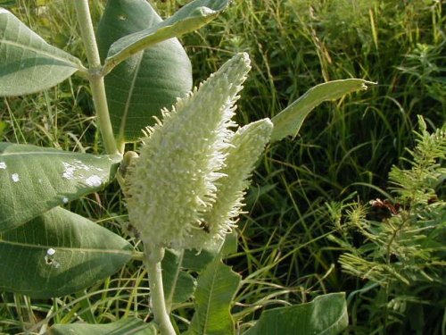 Common Milkweed (Asclepias syriaca)