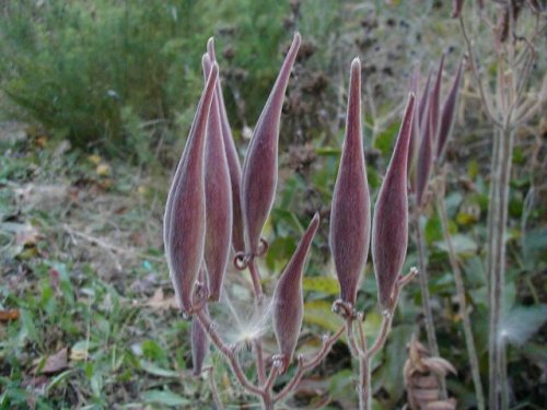 Butterfly Milkweed (Asclepias tuberosa)