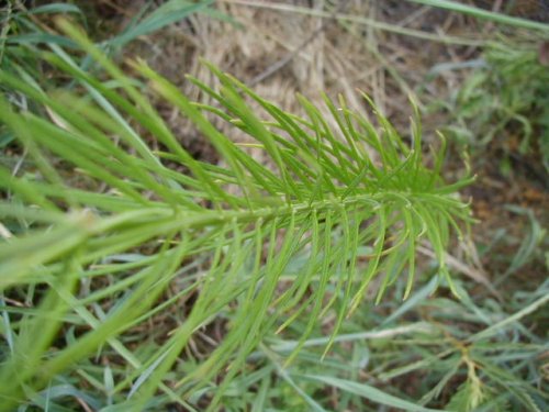 Whorled Milkweed (Asclepias verticillata)