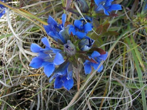 Downy Gentian (Gentiana puberulenta)