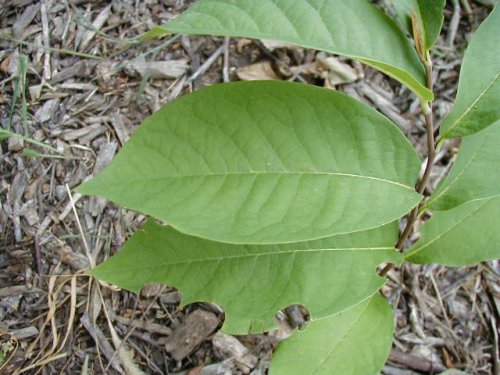 Paw Paw (Asimina triloba)