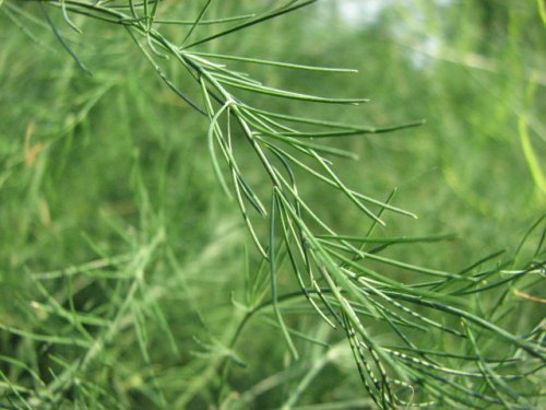 Asparagus (Asparagus officinalis)