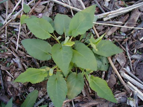 Drummond's Aster (Aster drummondii)