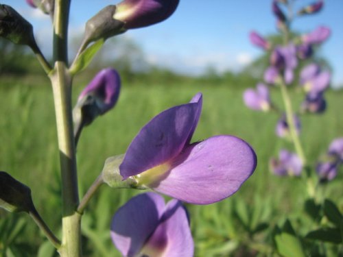 Blue Wild Indigo (Baptisia australis)