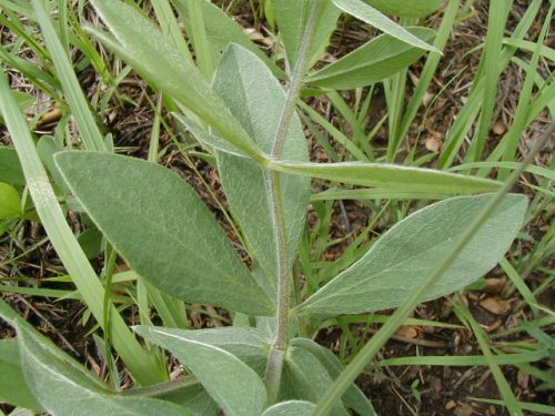 Cream Wild Indigo (Baptisia bracteata)