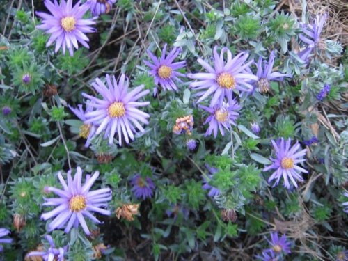 Silky Aster (Aster sericeus)