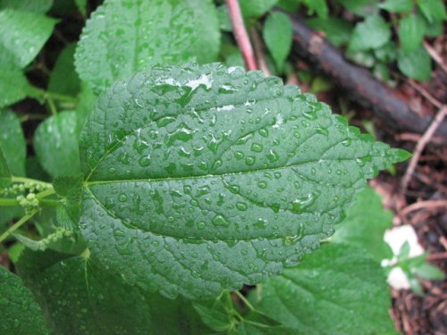 Bog Hemp (Boehmeria cylindrica)