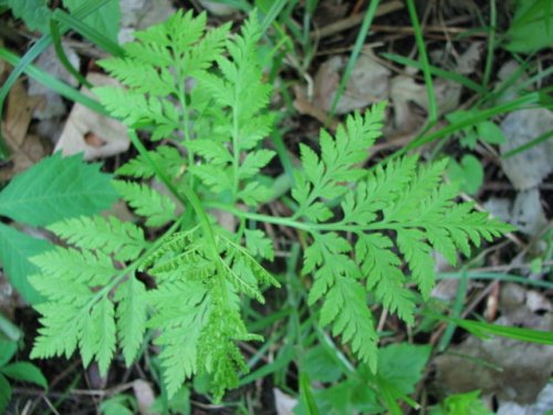 Rattlesnake Fern (Botrychium virginianum)